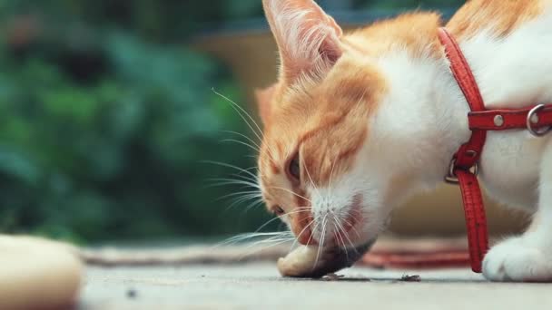 Divertido Hermoso Increíble Lindo Gato Blanco Rojo Collar Rojo Comer — Vídeos de Stock