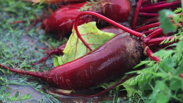 Többszínű Friss Zöldségek Sárgarépát Céklát Közben Egy Nehéz Zuhany Eső — Stock videók