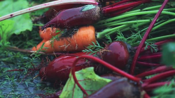 多色新鲜蔬菜胡萝卜和甜菜在一个沉重的阵雨雨与微风 景深浅 慢动作色调视频 50Fps — 图库视频影像