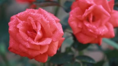 Su ile güzel pembe kırmızı çiçekler bahçede bırakır. Rose yağmur çiy ile yakın dinamik sahne, tonda video, 50 kare/sn