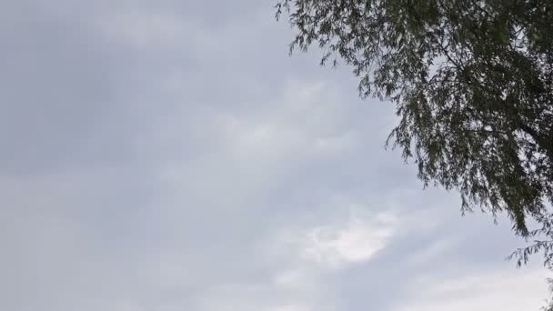 Primavera Colorido Verão Paisagem Rio Com Belas Nuvens Céu Cena — Vídeo de Stock