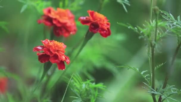 Hermosas Flores Rojas Anaranjadas Con Gotas Agua Jardín Caléndulas Lluvia — Vídeos de Stock