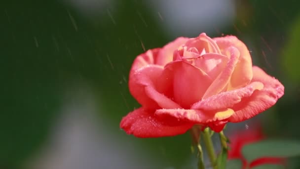 Hermosas Flores Rojas Rosadas Con Gotas Agua Jardín Rosa Bajo — Vídeos de Stock