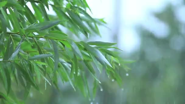 Folhas Verdes Salgueiro Nos Ramos Durante Uma Chuva Forte Com — Vídeo de Stock