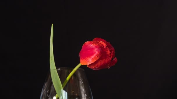 Timelapse Flor Tulipán Verde Rojo Vidrio Floreciendo Sobre Fondo Negro — Vídeos de Stock