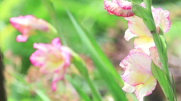 Mooie Roze Bloemen Met Water Druppels Tuin Gladiolen Regen Douche — Stockvideo
