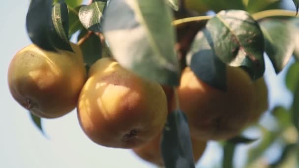 Succosa Bella Incredibile Belle Pere Sul Ramo Dell Albero Soleggiata — Video Stock