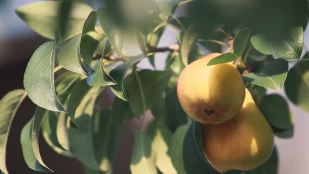 Juteux Belle Étonnante Belles Poires Sur Branche Arbre Ensoleillé Bonne — Video