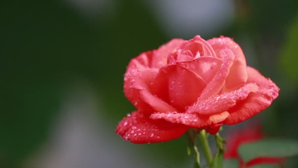 美丽的粉红色红色的花朵与水滴在花园里 玫瑰在雨露中 动感场面 色调视频 50Fps — 图库视频影像