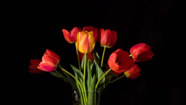 Rote Und Gelbe Tulpen Schließen Sich Auf Schwarzer Fläche Ultrahd — Stockvideo