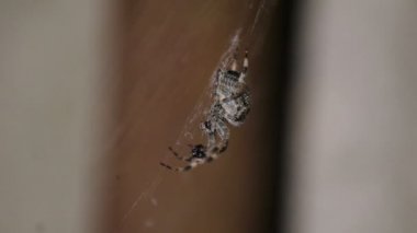 Çapraz veya Avrupa Bahçe örümcek (araneus diadematus) geçen gece bir ganimet için av bir örümcek ağı. Sığ derinlik-in tarla 59.94 fps.