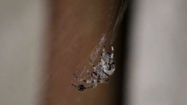 Çapraz veya Avrupa Bahçe örümcek (araneus diadematus) geçen gece bir ganimet için av bir örümcek ağı. Sığ derinlik-in tarla 59.94 fps.