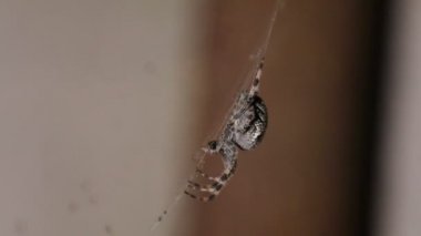Çapraz veya Avrupa Bahçe örümcek (araneus diadematus) geçen gece bir ganimet için av bir örümcek ağı. Sığ derinlik-in tarla 59.94 fps.