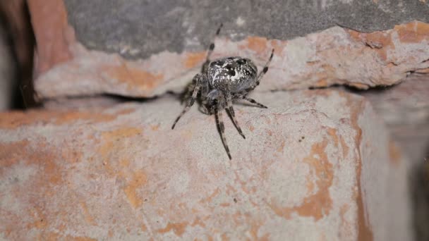 クロスやヨーロッパ庭のクモ Araneus Diadematus れんが造りの壁を越えます Fps フィールドの浅い深さ — ストック動画