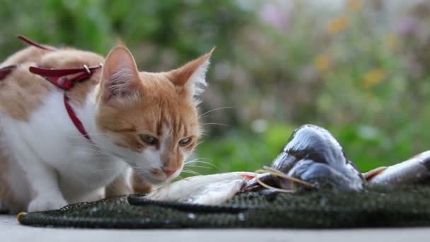 面白い美しい驚くほどかわいい赤白猫赤襟夏の屋外 良い日に新鮮な魚を食べることに Fps フィールドの浅い深さ — ストック動画