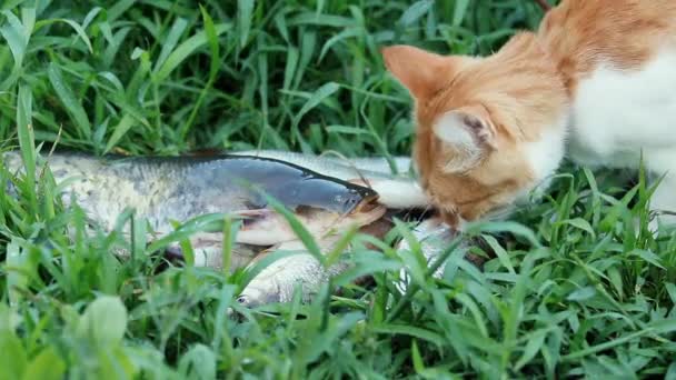 滑稽的漂亮可爱的红白猫在红色的衣领上吃新鲜的鱼在户外 夏天好天 场浅景深 94Fps — 图库视频影像