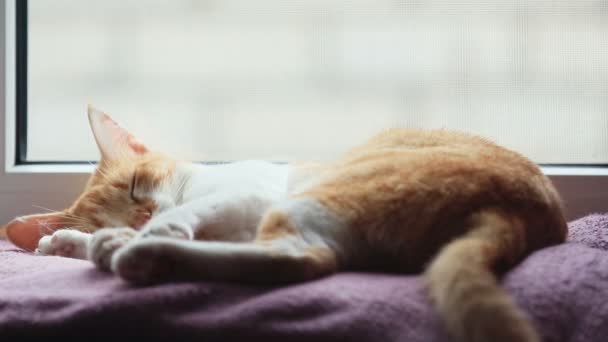 Ochtend Zonlicht Slapen Rode Kat Leuke Grappige Rood Witte Kat — Stockvideo