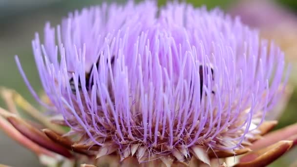 Humlor Som Samlar Pollen Och Nektar Blommor Kronärtskocka Solig Dag — Stockvideo