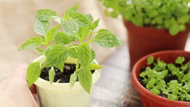 Concepto Movimiento Jardinería Primavera Pimienta Fresca Olla Alféizar Ventana Plántulas — Vídeos de Stock