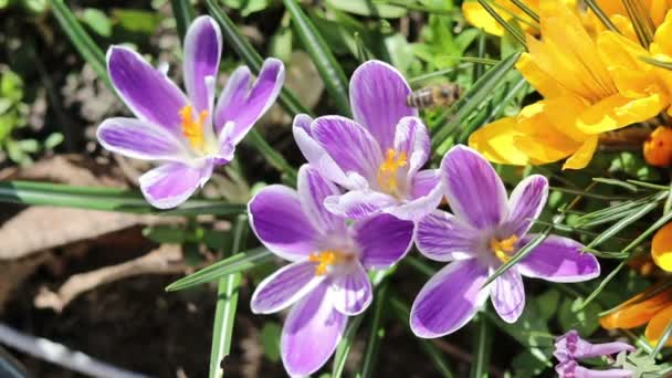 蜜蜂采集花蜜和苍蝇 紫罗兰色的盛开的番红花在微风 阳光灿烂的日子 — 图库视频影像