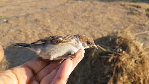 Little Young Sparrow Woman Hand Close Sunset Light Summer Field — Stock Video