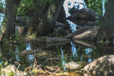 Taş, ağaç ve otların arasında su. Güneşli yaz günü mistik yerde. Su yüzeyine yansıtır. 