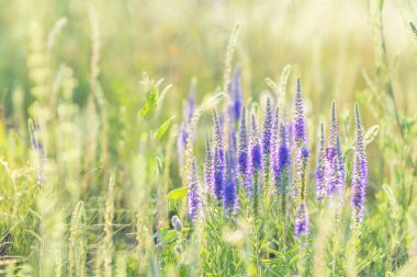 Yaz çimen çiçek alanını kapat. Gün batımı arka ışık, dolly atış, sığ derinlik-in tarla