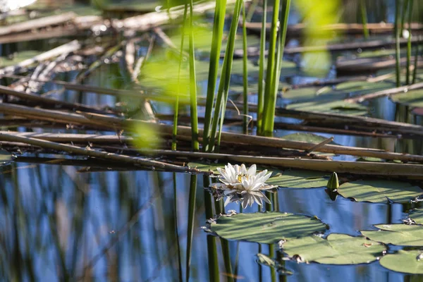 White water lily in a pond. Nymphaea alba. Beautiful white water lily and tropical climates. Water lily background. A living embodiment of the fantasy of nature.