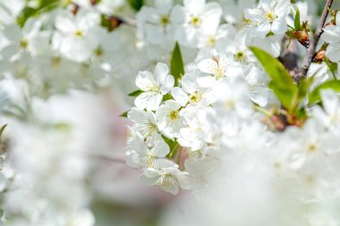 Bahar arka plan sanat ile beyaz kiraz çiçeği. Çiçek açan ağaç ve güneş ile güzel doğa manzara flare. Arka plan bulanık. Sığ derinlik-in tarla.