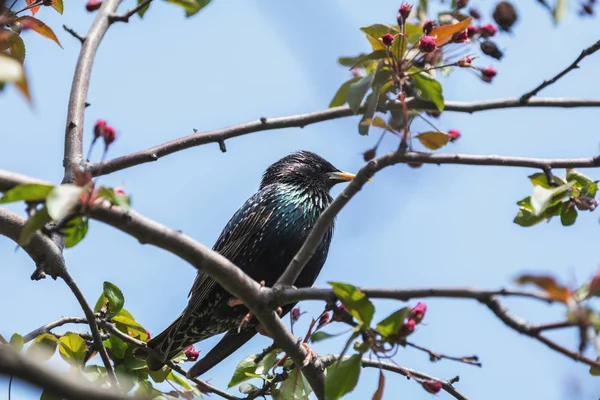 常见的八哥 Sturnus 在一个粉红色的苹果树开花分支在城市公园的春天阳光明媚的一天 美丽的自然背景 色调的照片 浅深度的领域 — 图库照片