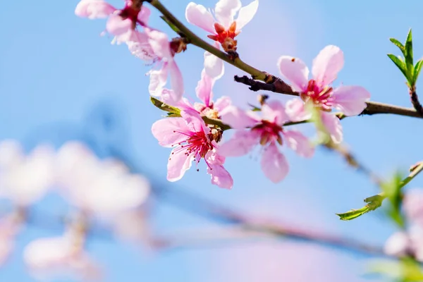 Tavaszi Háttér Művészet Rózsaszín Peach Blossom Fáklyát Gyönyörű Természeti Táj — Stock Fotó