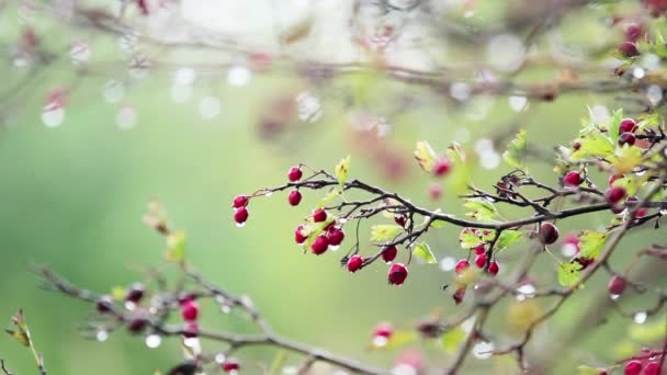 Hawthorn Red Berry Branch Autumn Rain Water Drops Light Breeze — стоковое видео