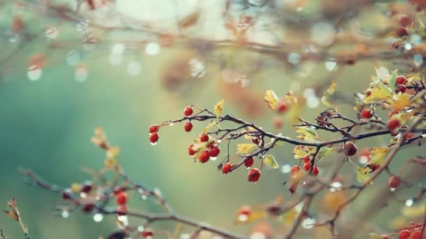 Hawthorn Κόκκινο Μούρο Στο Υποκατάστημα Φθινοπωρινή Βροχή Σταγόνες Νερό Ελαφρύ — Αρχείο Βίντεο