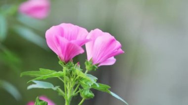Güzel pembe çiçek bahçesinde. Breeze, Lavatera kapatın, dinamik sahne, 59.94 fps