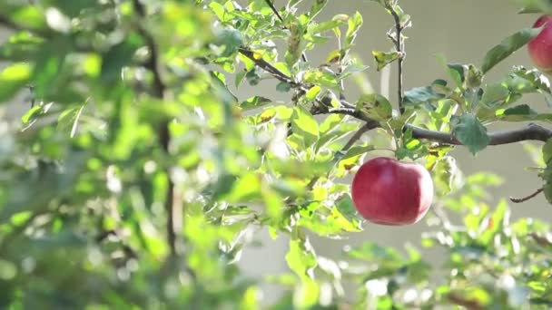 Juicy Hermosas Manzanas Rojas Increíbles Rama Del Árbol Puesta Sol — Vídeos de Stock