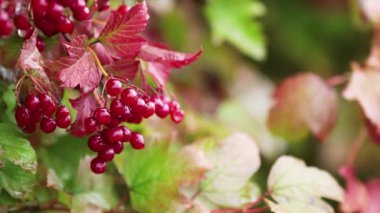 Kırmızı kartopu berry dalı, Sonbahar yağmur su damlaları, bokeh, sığ derinlik-in tarla 59.94 fps