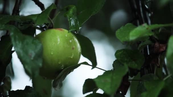 Podzimní Soumrak Deště Lehký Vánek Šťavnaté Krásné Úžasné Pěkné Jablko — Stock video