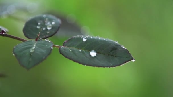 Groene Rozenblaadjes Tak Met Waterdruppels Tuin Plant Regen Close Dynamische — Stockvideo