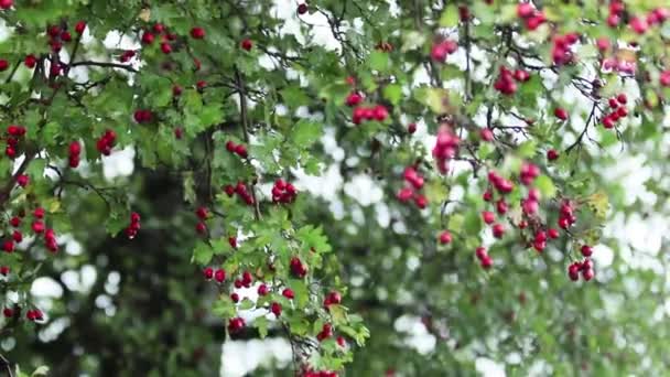 Hawthorn Piros Bogyó Ágon Őszi Eső Vízcseppeket Könnyű Szellő Bokeh — Stock videók