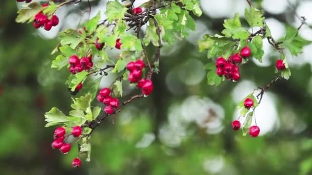 Hawthorn Piros Bogyó Ágon Őszi Eső Vízcseppeket Könnyű Szellő Bokeh — Stock videók