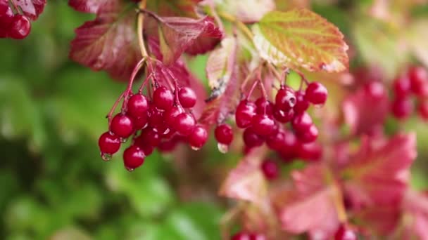 红色荚蒾浆果在树枝上 秋雨水滴 浅景深 Fps — 图库视频影像