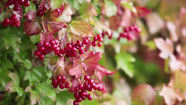 Röd Viburnum Bär Gren Höstens Regn Vattendroppar Bokeh Kort Skärpedjup — Stockvideo