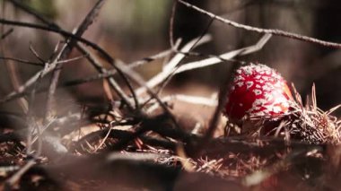 Zehirli agaric fly / amanita mantar Merkezi Avrupa çam ormanı içinde sinek. Güzel bir sonbahar güneşli gün hafif esinti, dolly atış, sığ derinlik-in tarla 59.94 fps ile.