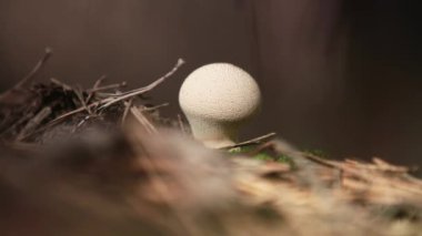 Mantar Lycoperdon perlatum ortak kurtmantarı, warted kurtmantarı, mücevher çivili kurtmantarı, hafif esinti, bilinen alan, 59.94 fps çekim, sığ derinliği dolly.
