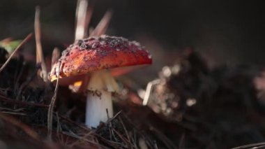 Zehirli agaric fly / amanita mantar Merkezi Avrupa çam ormanı içinde sinek. Güzel bir sonbahar güneşli gün hafif esinti, dolly atış, sığ derinlik-in tarla 59.94 fps ile.
