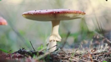 Zehirli agaric fly / amanita mantar Merkezi Avrupa çam ormanı içinde sinek. Güzel bir sonbahar güneşli gün hafif esinti, dolly atış, sığ derinlik-in tarla 59.94 fps ile.