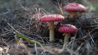 Zehirli agaric fly / amanita mantar Merkezi Avrupa çam ormanı içinde sinek. Güzel bir sonbahar güneşli gün hafif esinti, dolly atış, sığ derinlik-in tarla 59.94 fps ile.