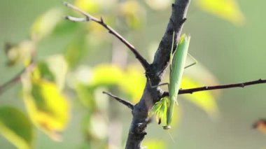Parlak yeşil Praying Mantis veya Mantis bileğinde ağaçlarda sonbahar güneşli gün, Esinti, 59.94 fps