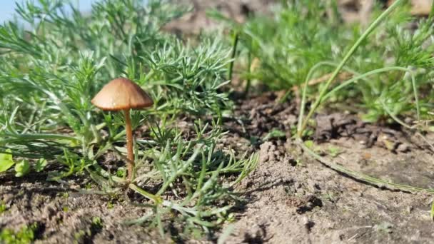 Bruine Schimmel Paddestoel Het Groene Gras Lichte Bries Zonnige Dag — Stockvideo