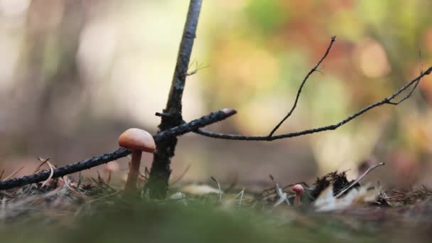 Brauner Pilz Oder Pilz Herbstwald Leichte Brise Sonniger Tag — Stockvideo